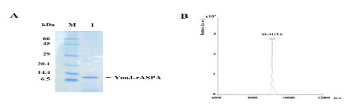 YoaJ-ASPA(9115.0 Da) 융합단백질의 발현(A)과 정제 단백질의 MALDI-TOF 분석(B).