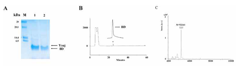 발현단백질(YoaJ-ASPA)의 SDS-PAGE 확인(A), HPLC 분리정제(B) 및 MS 분석(C).