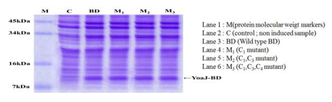 BD와 mutant의 expression SDS-PAGE.