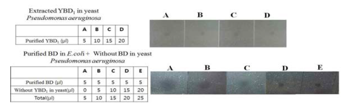 Yeast 배지성분에서 분비되는 물질의 항균활성 저해 확인.