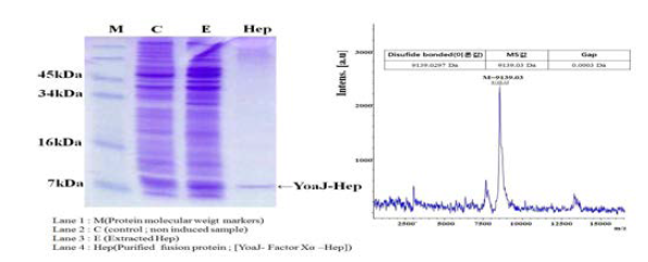 Hep의 SDS-PAGE와 MS 분석.