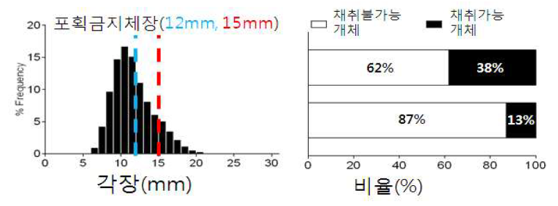 섬진강 재첩 포획금지체장별 채취가능 개체 비율.