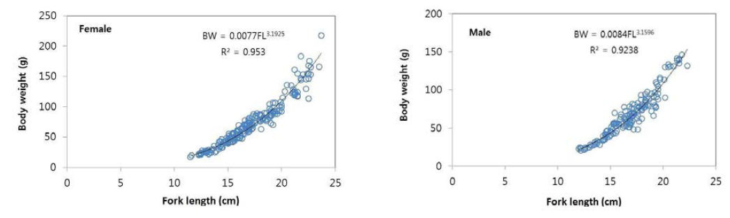 경남 전어 암컷의 가랑이체장-체중 관계.
