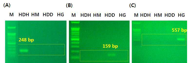 미토콘드리아 전체 게놈 서열 기반 전복류 분류용 프라이머를 이용한 PCR 결과. (A) 참전복 특이 프라이머 (B) 까막전복 특이 프라이머 (C) 말전복 특이 프라이머