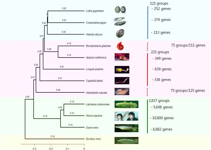single copy gene을 이용한 phylogenetic tree