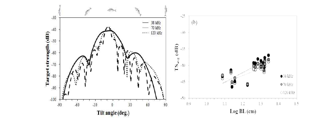 전갱이 유영자세각에 대한 음향산란강도(좌) 및 주파수별 체장의존성(우)