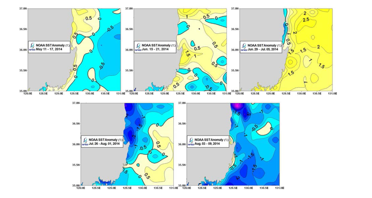 2014년 동해남부해역 냉수대 특별모니터링 시기의 7일 평균 인공위성 표면수온 평년편차 분포도