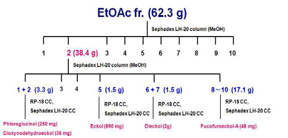 대황 EtOAc 분획물로부터 활성물질 분리