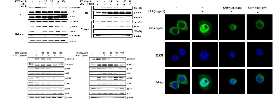 괭생이모자반 주정추출물 처리에 따른 NF-κB 및 관련 인자의 단백질 발현 변화