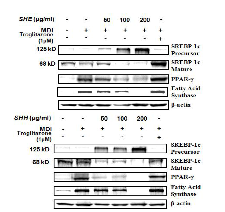 괭생이모자반 주정추출물의 adipogenesis 관련 단백질 발현 조절