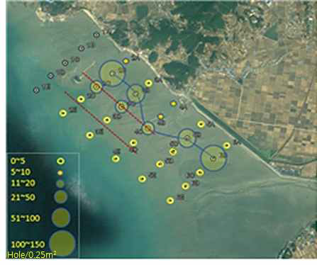 Distribution of U.major in the Boryeong of tidal flat