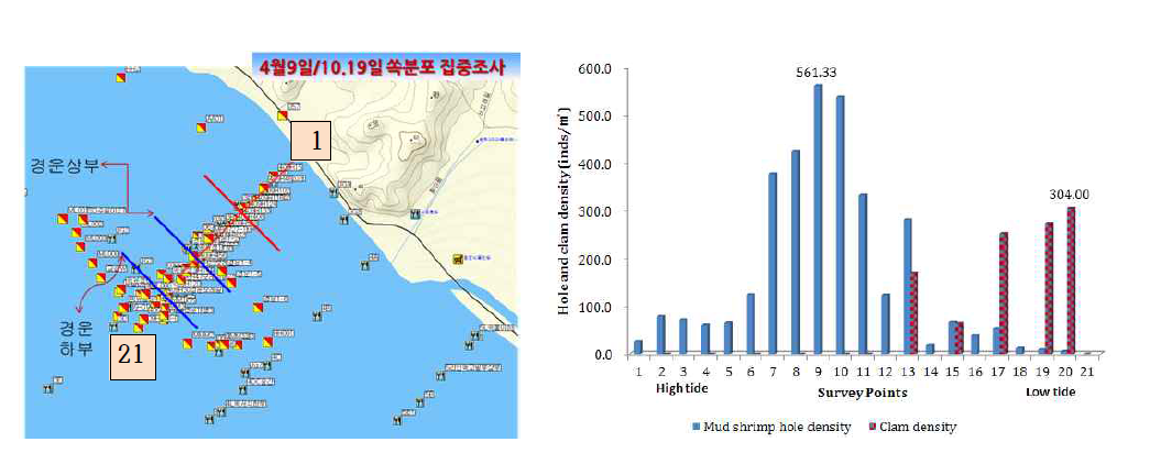 Comparative study result of U.major hole and Manila clam density in Boryeong