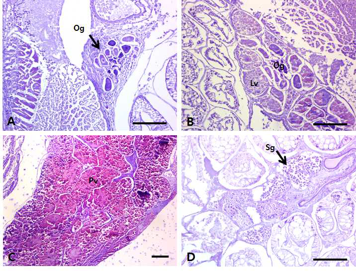 Reproductive stage of female U.major; A: Early stage, BLate stage, C: Ripe stage, D: Testis of male. Og: oogonia, Lv: late vitellogenic, Pv: post vitellogenic, Sg: spermatogonia, Scale bar: 200 μm