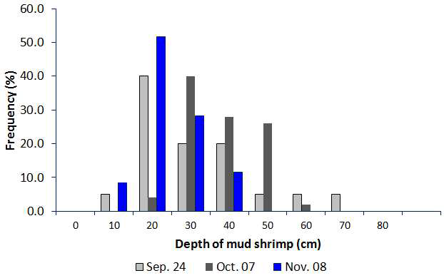Burrowing depth of mud shrimp in Boryeong in fall, 2013