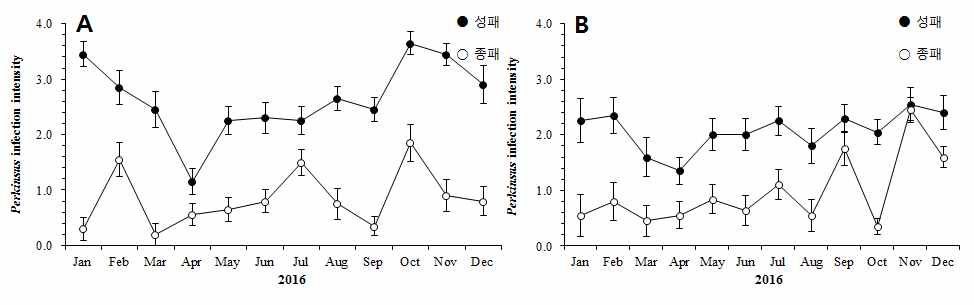 The intensity of Perkinsus infection in between adult and juvenile Manila clam