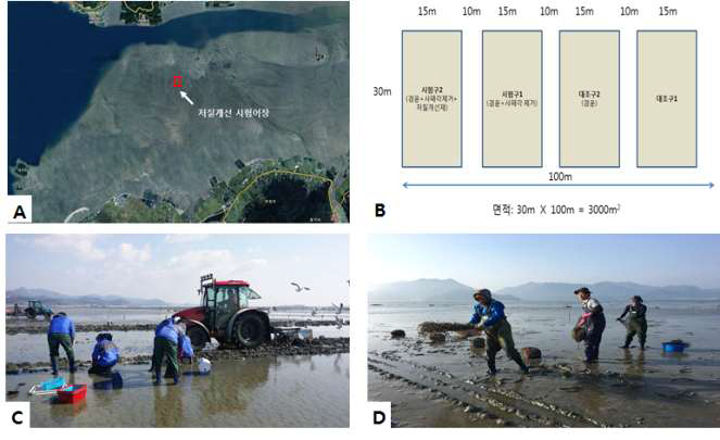 The map shows the experimental location(A) and schematic diagram of experimental traits(B), enhancement of clam bed ground by removing dead shell(C) and spreading the clam spat for experiment