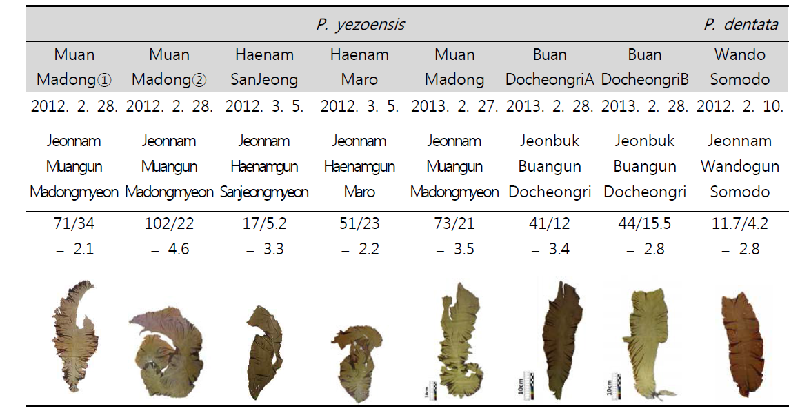 Genetic resources collection of Pyropia between 2012 and 2013