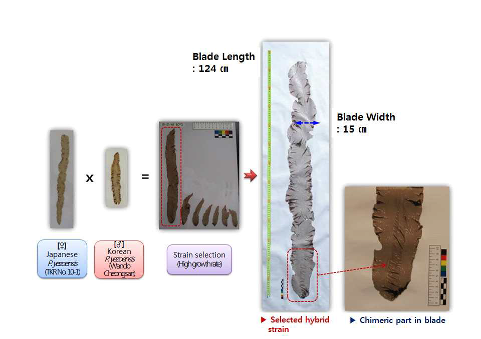 Selection of high productive strain in F1 products from the Pyropia hybrid B-②-41
