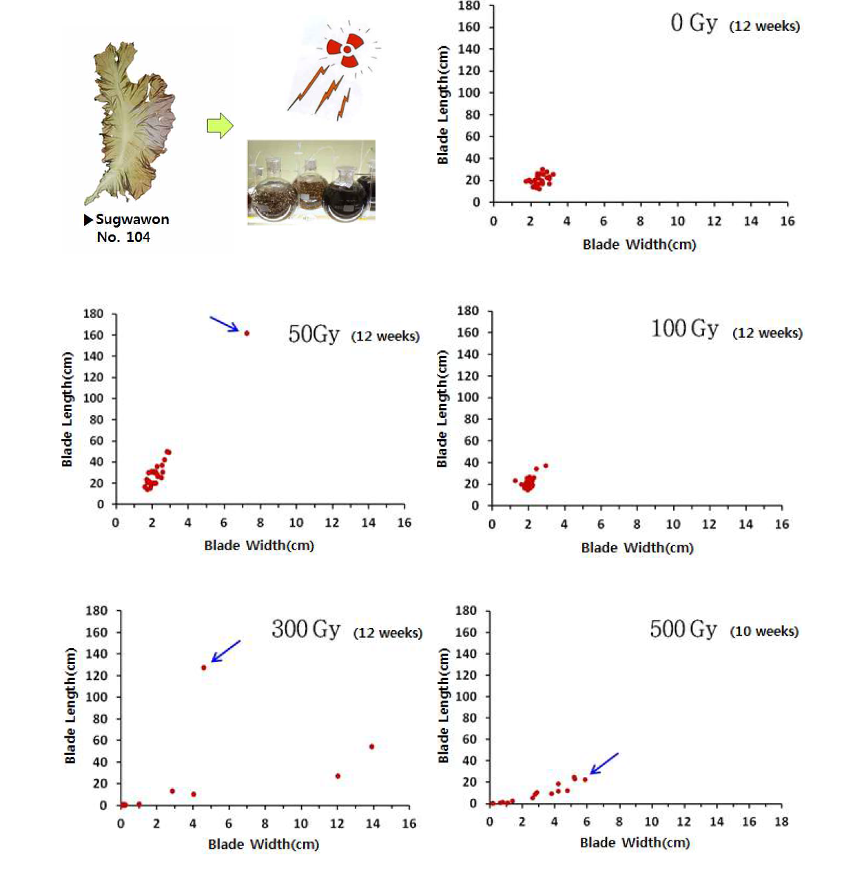 Distribution of blade length and blade width of Pyropia according to irradiation dose of gamma ray