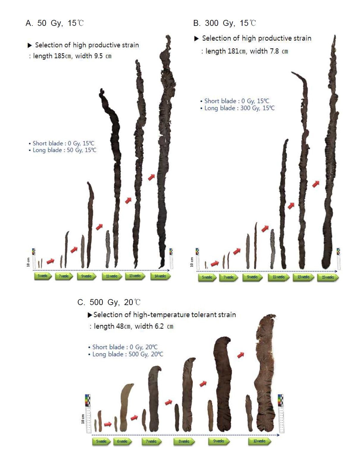 Selection of superior strains of Pyropia irradiated by gamma-ray