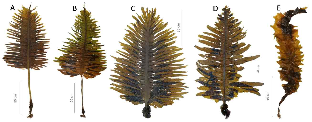 Selected strains for developing locally specialized varieties of Undaria pinnatifida