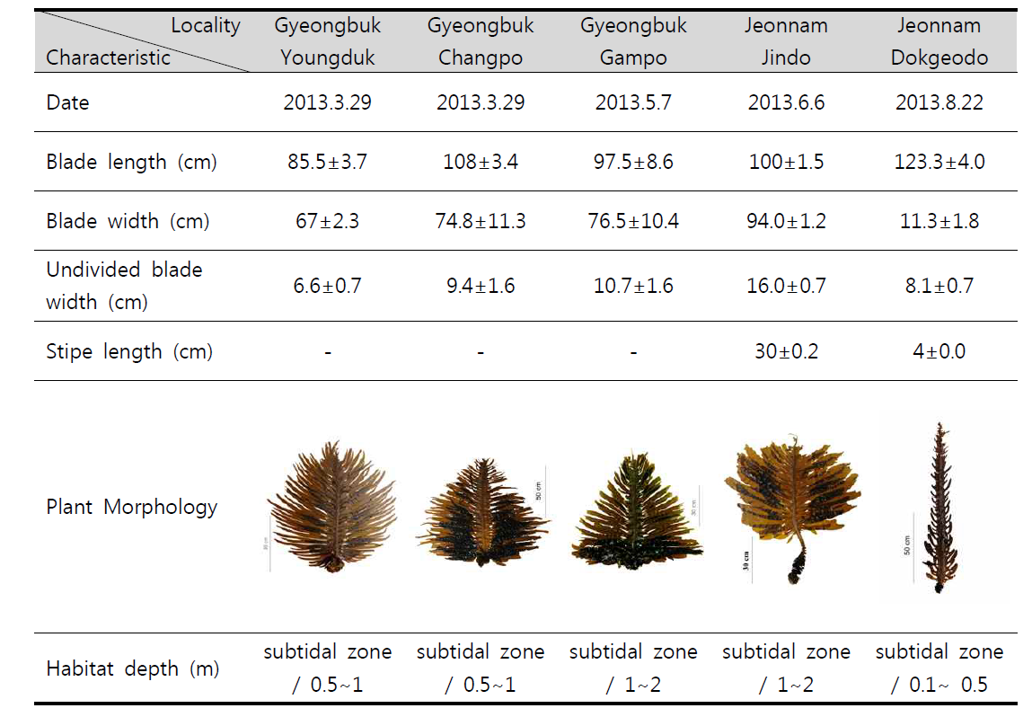 Genetic resources collection of Undaria pinnatifida in 2013