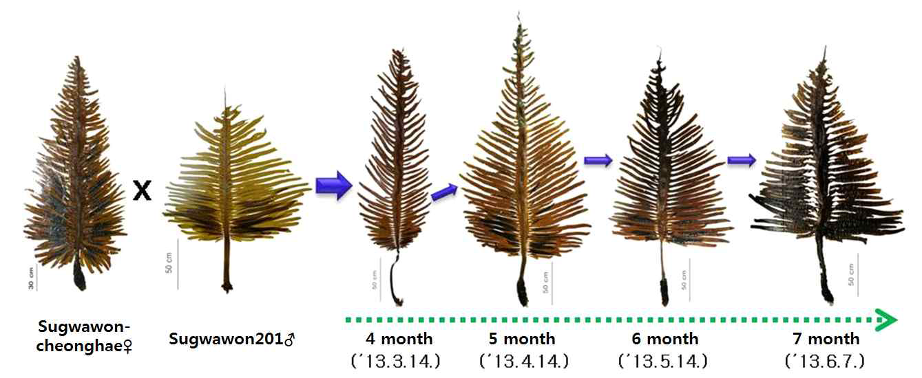 Characteristics of the cross-breeding of Undaria pinnatifida