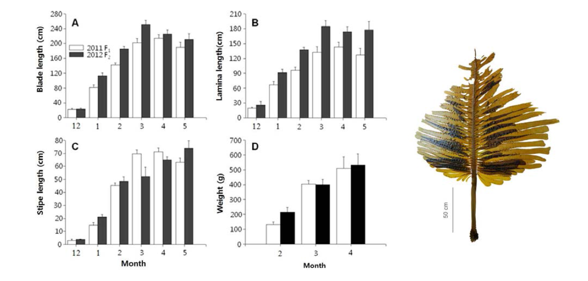 Growth comparison of Undaria pinnatifida of Tongyoung strains