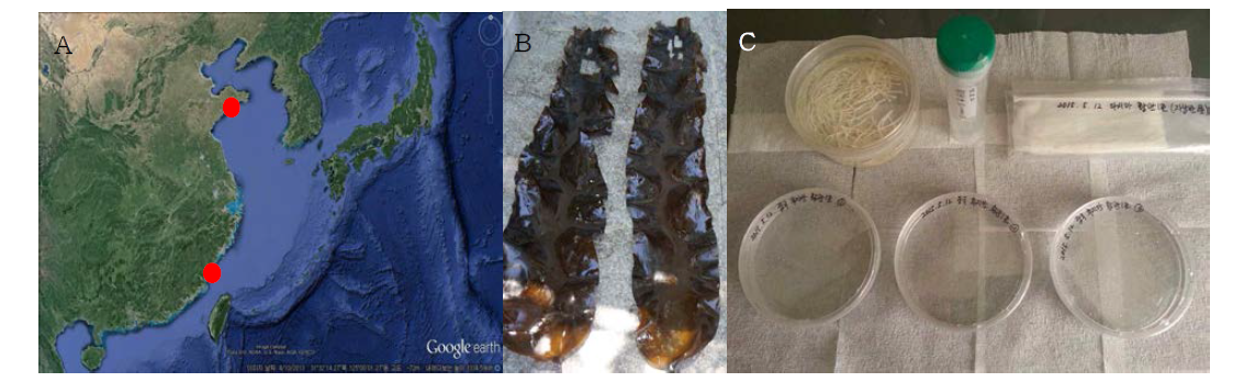 Sampling sites and thalli of Saccharina japonica in China. A: Qingdao (upper circle) and Fusian (lower circle), China. B: Huangguan No1. C: Germling samples of Huangguan No1