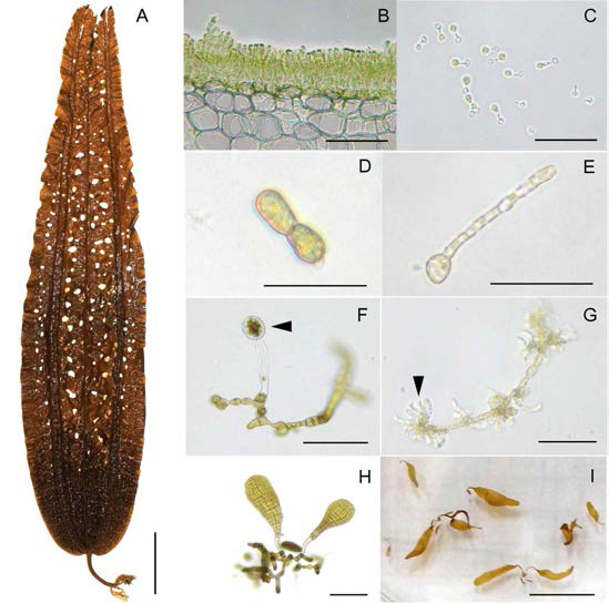 Development of Costaria costata. A: Mature thalli. B: Cross-sectioned sori. C: Germlings 1 day after zoospore release. D: Female gametophyte after 7 days culture. E: Male gametophyte after 7 days culture. F: Oogonia formation from a female gametophyte after 40 days culture(arrow head). G: Spermatia formation after 35 days culture(arrow head). H: Micro-sporophytes after 50 days culture. I: Young thalli after 70 days culture. Scale bars 10 cm(A), 100 ㎛ (B-C), 50 ㎛ (D-G), 200 ㎛ (H), 1 cm (I). Culture conditions are 15℃, 20 μ molm-2·s-1, 10:14(L:D)