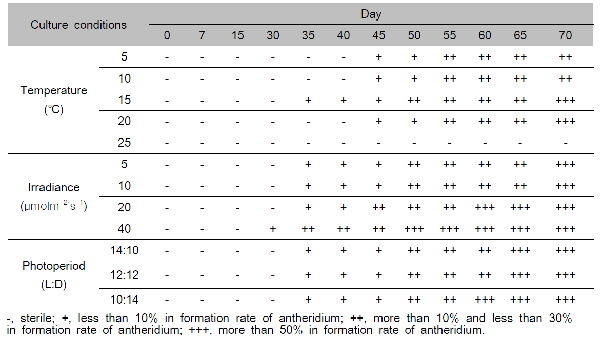 Gametophytic maturation and antheridium formation of male gametophyte under various temperature, irradiance and photoperiod conditions in Costaria costata for 70 days culture