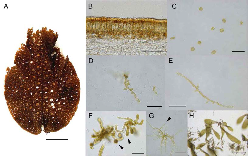 Development of Agarum clathratum. A: Mature thalli. B: Cross-sectioned sori. C: Germlings 1 day after zoospore release. D: Female gametophyte after 3 days culture. E: Male gametophyte after 3 days culture. F: Oogonium formation from a female gametophyte (arrow head) after 15 days culture. G: Spermatia formation (arrow head) from a male gametophyte after 10 days culture. H: Micro-sporophyte after 30 days culture. Scale bars 10 cm(A), 50 ㎛ (B-H), 100 ㎛ (H). Culture conditions are 15℃, 20 μ molm-2·s-1, 10:14(L:D)