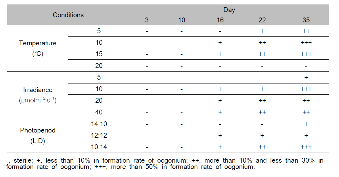 Gametophytic maturation and oogonium formation of female gametophyte under various temperature, irradiance and photoperiod conditions in Agarum clathratum for 35 days culture