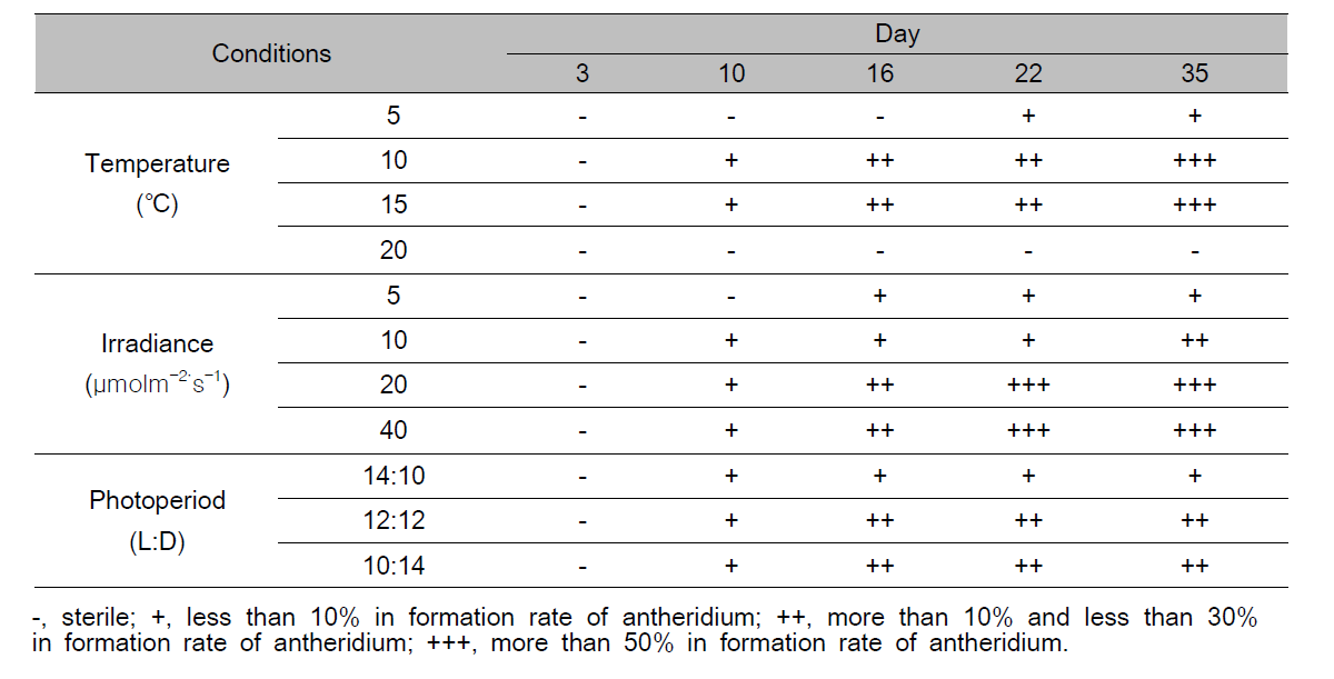 Gametophytic maturation and spermatium formation of male gametophyte under various temperature, irradiance and photoperiod conditions in Agarum clathratum for 35 days culture