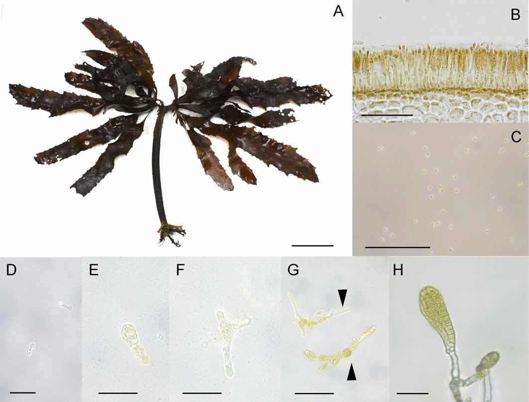 Development of Eisenia bicyclis. A: Mature thalli. B: Cross-sectioned sorus. C: Germlings 1 day after zoospore release. D: Female gametophyte after 2 days culture. E: Male gametophyte after 5 days culture. F: Male gametophyte after 11 days after. G: Male and female gametophyte after 25 days culture. H: Micro-sporophyte after 38 days culture. Scale bars 10 cm(A), 100 μm(B-C), 50 μ m(E-G), 200 μm(H). Culture conditions are 15℃ and 20 μmolm-2s-1