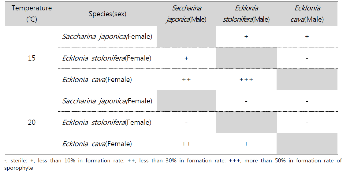 Development of micro-sporophyte in the cross breeding of Saccharina japonica, Ecklonia stolonifera and Ecklonia cava