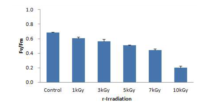 Fluorescence yield of female gametophyte of Saccharina japonica after 1 hour exposure to high level of gamma-ray