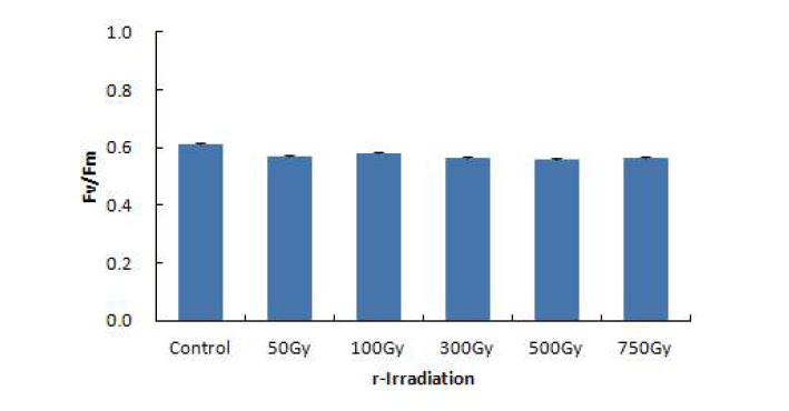 Fluorescence yield of female gametophyte of Saccharina japonica after 2 days culture from 8 hrs exposure to low level of gamma-ray