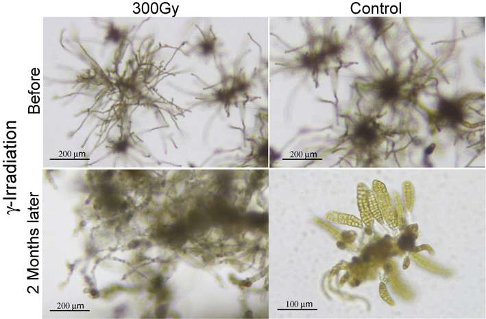 Comparison of female gametophytes and micro sporophytes of Saccharina japonica after exposure to low level of gamma-ray