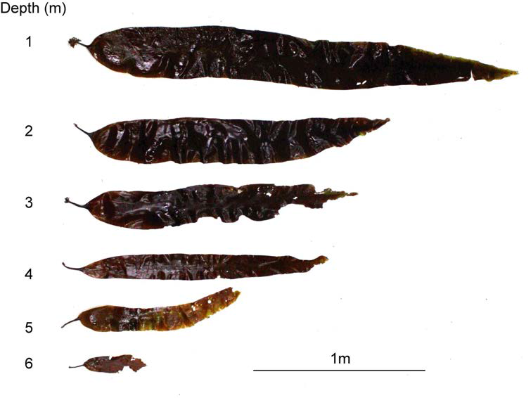 Growth of Saccharina japonica at different water depth conditions in June 2014