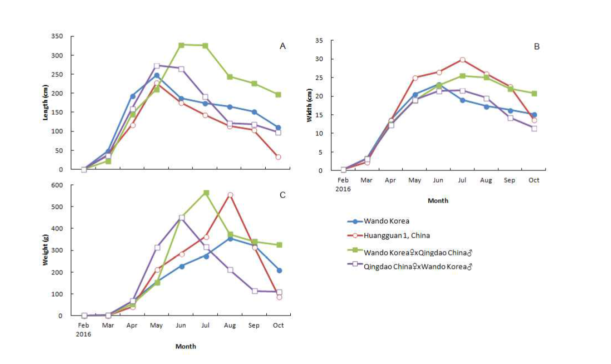 Growth of Chinese and Korean strains of Saccharina japonica from February to October 2016. A: Length (cm). B: Width (cm). C: Weight (g)