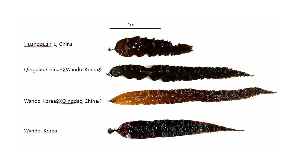 Growth comparison of Chinese and Korean strains of Saccharina japonica at maximal growth period