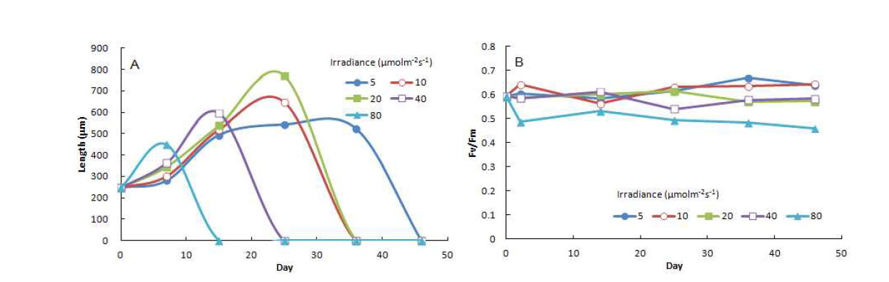 Growth (A) and fluorescence yield (B) of sporophytes (mean initial length 250μm) of Saccharina japonica under different irradiance conditions