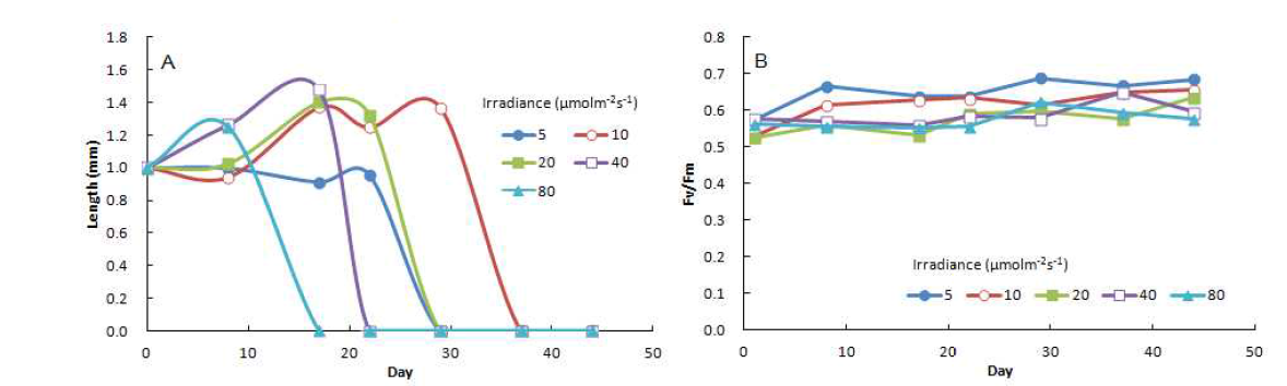 Growth (A) and fluorescence yield (B) of sporophytes (mean initial length 1mm) of Saccharina japonica under different irradiance conditions