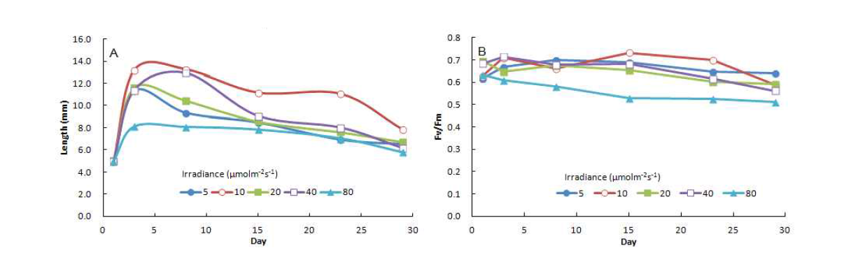 Growth (A) and fluorescence yield (B) of sporophytes (mean initial length 5mm) of Saccharina japonica under different irradiance conditions