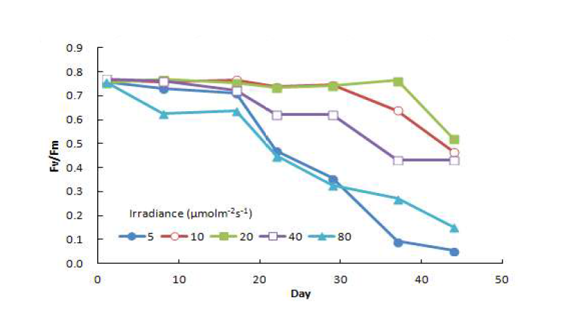 Fluorescence yield of sporophytes (mean initial length 300mm) of Saccharina japonica under different irradiance conditions