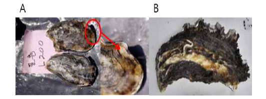Comparison of oyster shell edge by water depth