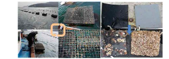 Removing biofouling orgarnisms from experimental oyster cage(left), comparison attchehed orgarnisms by anti-fouling coating(right)