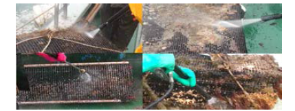 Manual cleaning of oyster cage by water jet