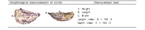 Analysis of oyster morphological